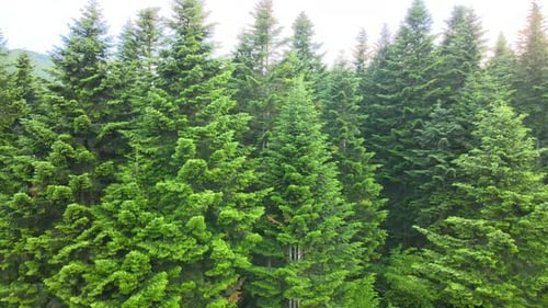 Aerial View of Green Pine Forest with Dark Spruce Trees
