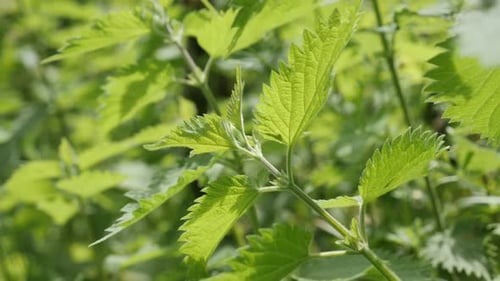 Feuilles de plantes d'ortie commune, arrière-plan naturel, inclinaison lente, 4K, 2160p, 30 images par seconde, vidéo UltraHD - Urtica dioi