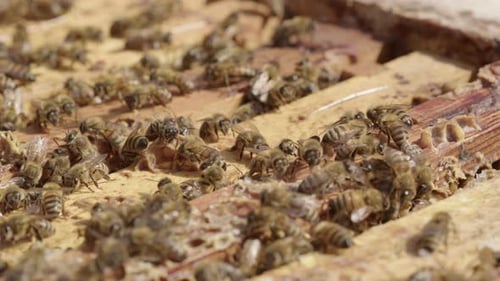 APICULTURE - La ruche est couverte après inspection, Ralenti en gros plan