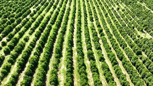 Aerial View of Green Agricultural Crop Rows