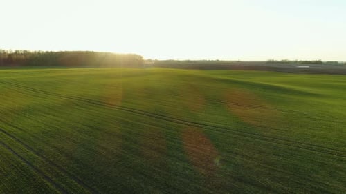 Green Meadow Landscape