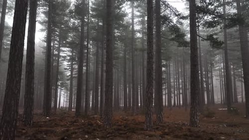 Textur des nebligen Waldes Luftbild Hintergrund 4 K