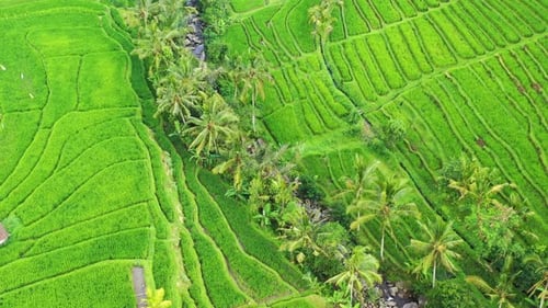 Luftaufnahme von Reisterrassen. Bali, Indonesien. Agrarlandschaft aus der Luft.