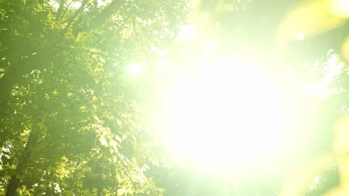 Sonnenstrahlen brechen durch grünes Laub und Äste von Bäumen im Wald