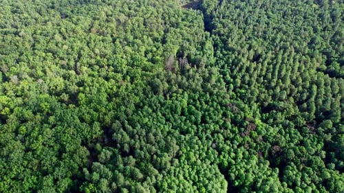 Trees Top View Forest Background