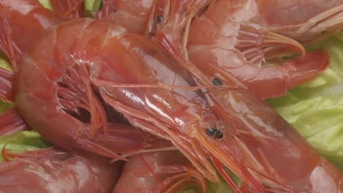 Red Argentinian shrimps sea food rotating on salad. Prawn shellfish shrimp on plate raw ingredient
