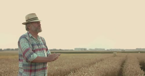 Farmer Peels a Spit of Ripe Wheat and Pours From Hand To Hand Among the Field