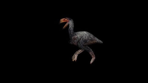 Course Gastornis