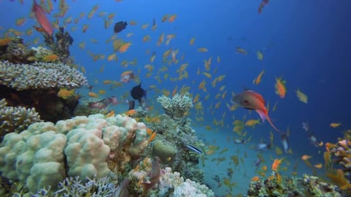 Underwater Beautiful Scene