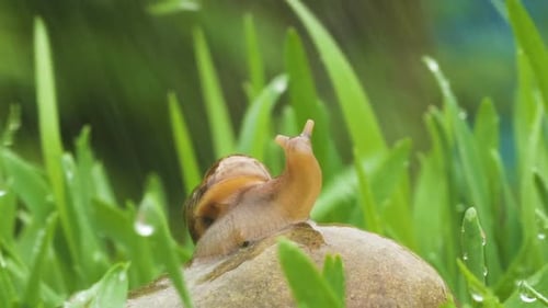 Snail Crawls Along Green Grass In Rain