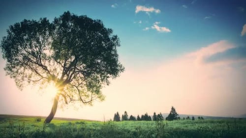 morning in the forest. the sun's rays pass through trees