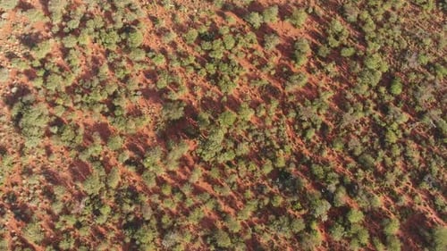 Aerial view of the arid Kalahari savanna with scattered trees on red sand, Northern Cape, South Afri