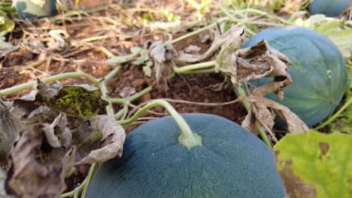 Growing Watermelon On The Field - Watermelon (Citrullus lanatus) In A Vegetable Garden - high angle,
