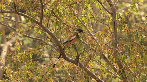 Rufous Treepie Dendrocitta Vagabunda Is a Treepie, Native To the Indian Subcontinent