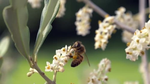 Bee Pollinating White Flowers in a Sunny Garden