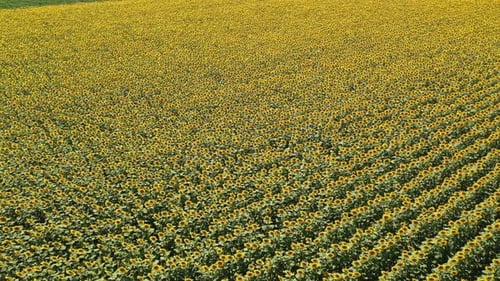 Common sunflower.