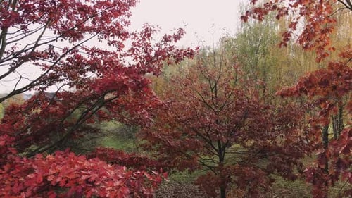 Autumn Trees with Colorful Fall Foliage in Park