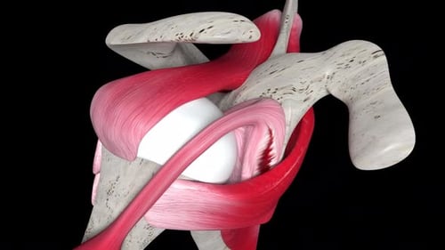 3D Animation of Rotator Cuff Repair in Human Shoulder