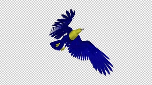 Ukraine Eagle - Flying Loop - Down Angle - 4K - Alpha Channel