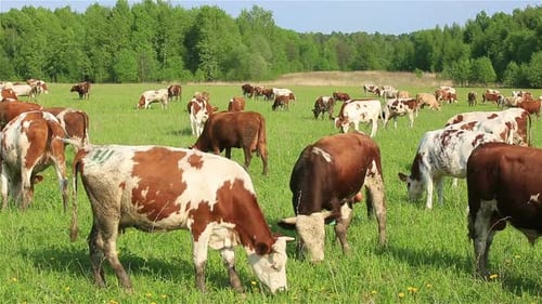 A Herd of Dairy Cows Grazing on a Green Meadow in Summer