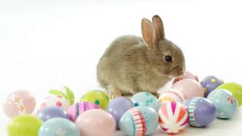 Ostereier und Osterhase