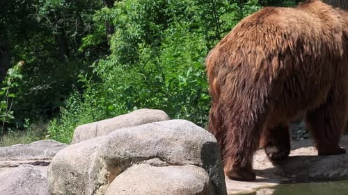 Brown Bear Walking Around The Greenery