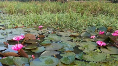Schöne rote Seerosenblüte in der Gruppe, Morgenschuss, Seerosenblätter, große Blumen