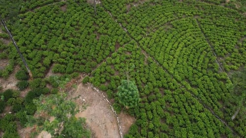 Images aériennes de plantations de thé au Sri Lanka