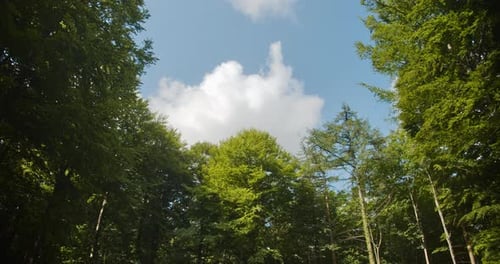 Serene View From the Ground of Forest Trees Extending Up the Cloudy Blue Skies