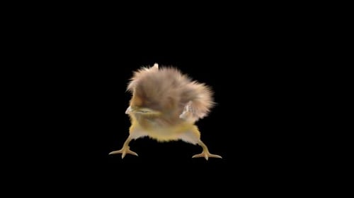 Cute Fluffy Chick Performs a Funny Dance Animation