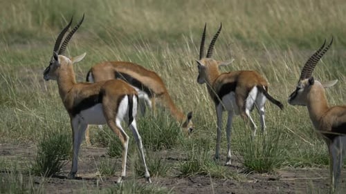 Gazelles Grazing Peacefully in a Sunny Savanna Field