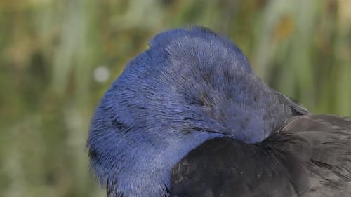 Bunte Pukeko Vogelreinigung selbst, Nahaufnahme