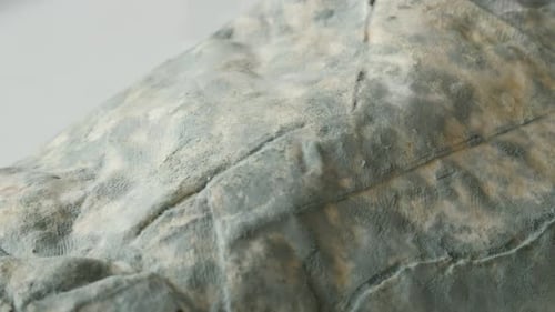 Slow pan phyllo dough under hyphae fungus 4K 2160p 30fps UltraHD footage - Close-up of bacteria cul