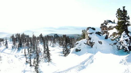 Evergreen Forests and White Snow Cover Hilly Landscape