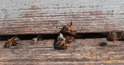 European Honey Bee, apis mellifera, Bees standing at the Entrance of The Hive