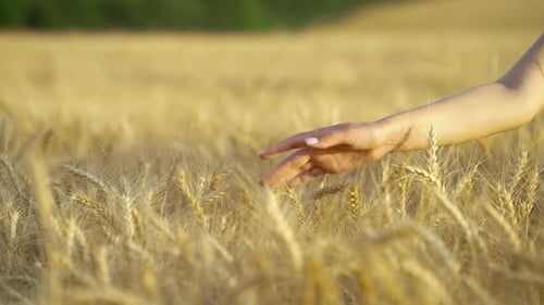 Female hand touching wheat ears in field in harvest season