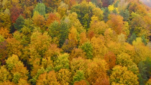 View From the Height on a Bright Yellow Autumn Forest