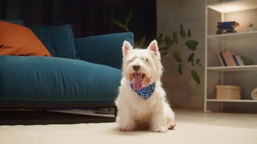 Adorable Westie Dog Sitting in Modern Living Room
