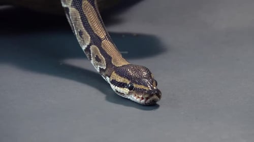 Royal Python o Python Regius sobre fondo negro. De cerca