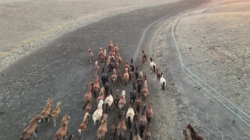 Wild Horses Running