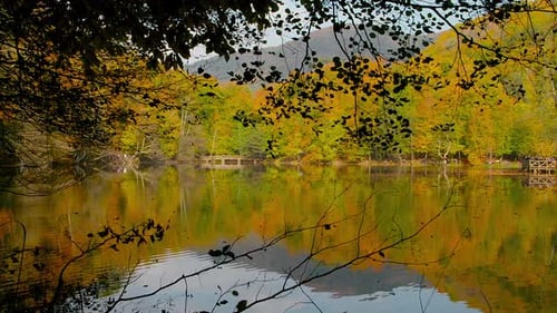 Yellowed trees and lake in autumn.