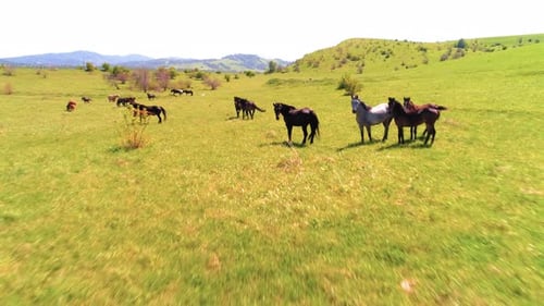 Flight Over Wild Horses Herd on Mountain Meadow. Summer Mountains Wild Nature. Freedom Ecology