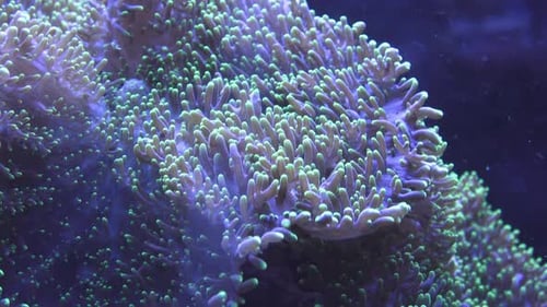 Seeanemonen im Aquarium
