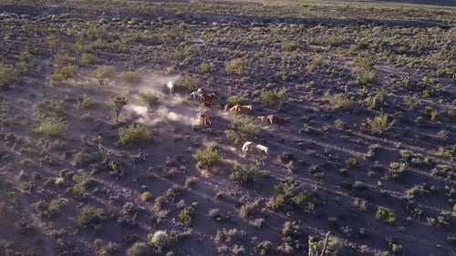 4k Aerial grazing horses on the desert. Wild Horses Running.