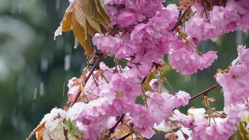 Snow Is Falling on Purple Flowers