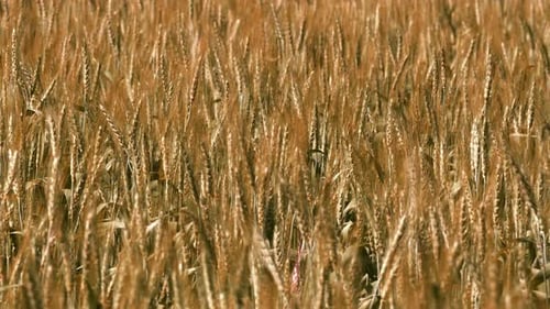 Barley Field