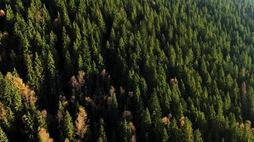 Aerial View of Autumn Mountain Landscape with Evergreen Pine Trees and Yellow Fall Forest with