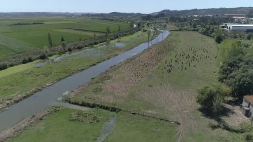 Cattle Grazing on the Meadow