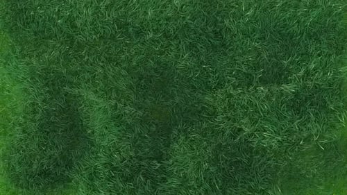 Schnellblasende Grasschleife 4K