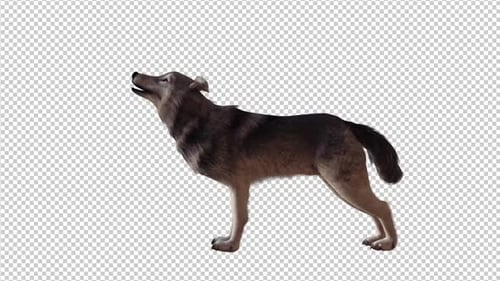 Realistic Animated Wolf Howls on Transparent Background
